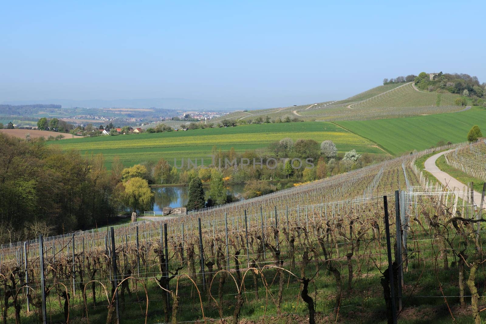 Vineyard