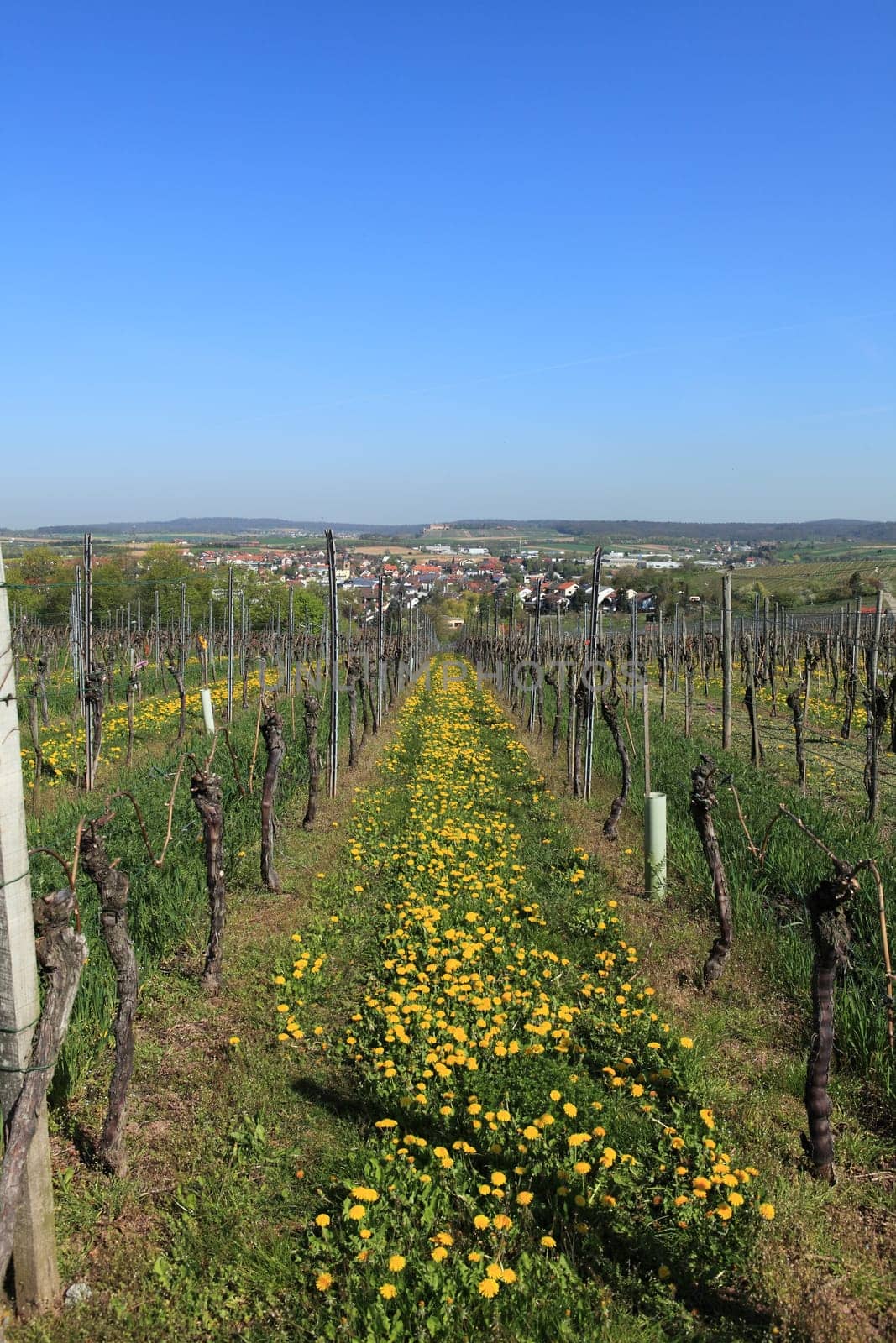 Vineyard