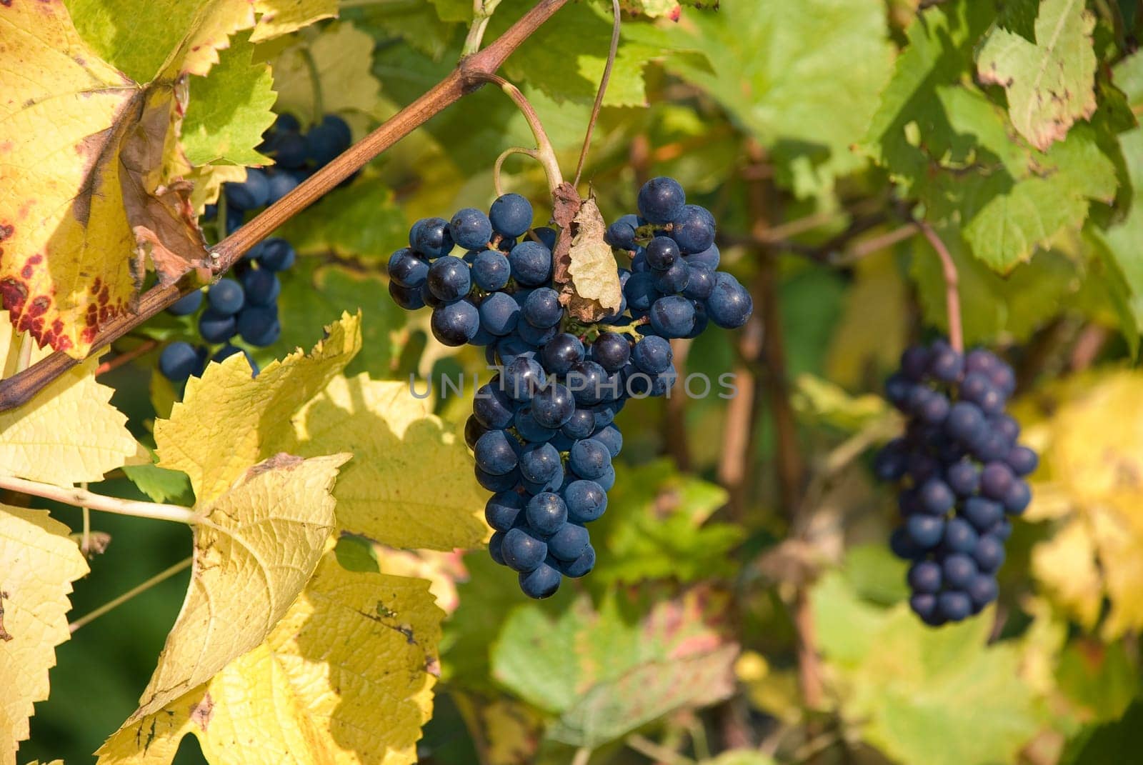 Grapes ripe for harvest