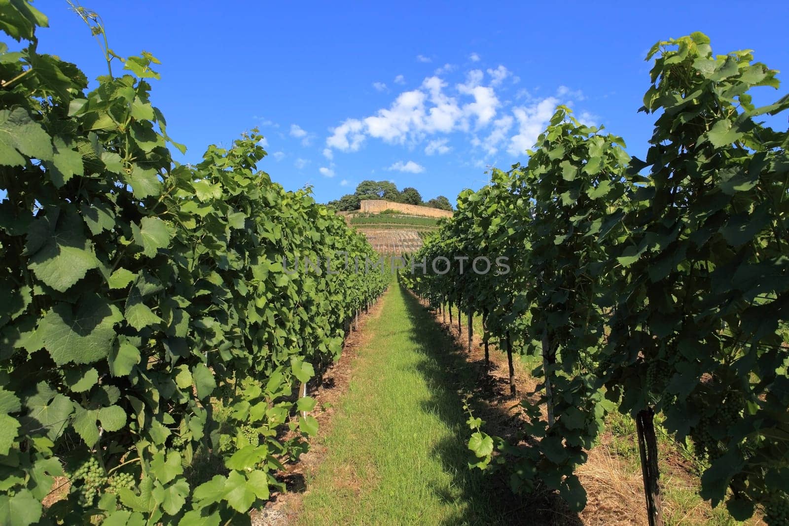 Vineyard