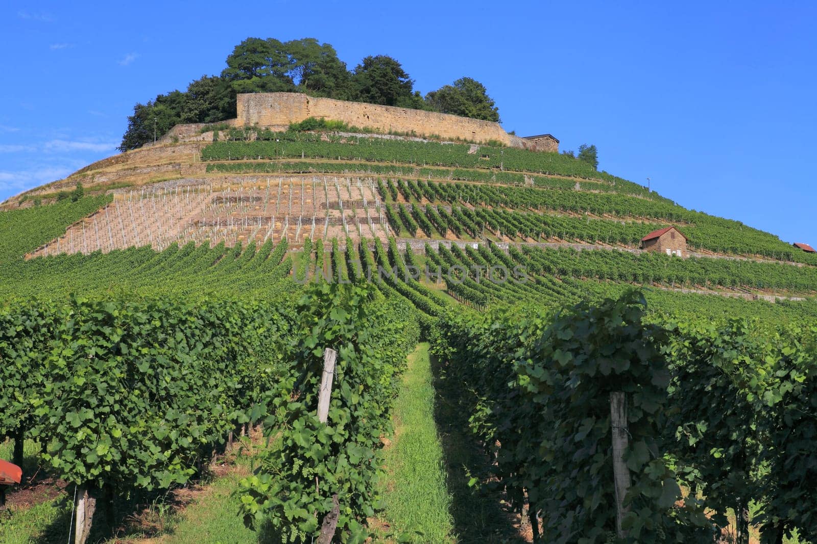 Weinberg - Vineyard