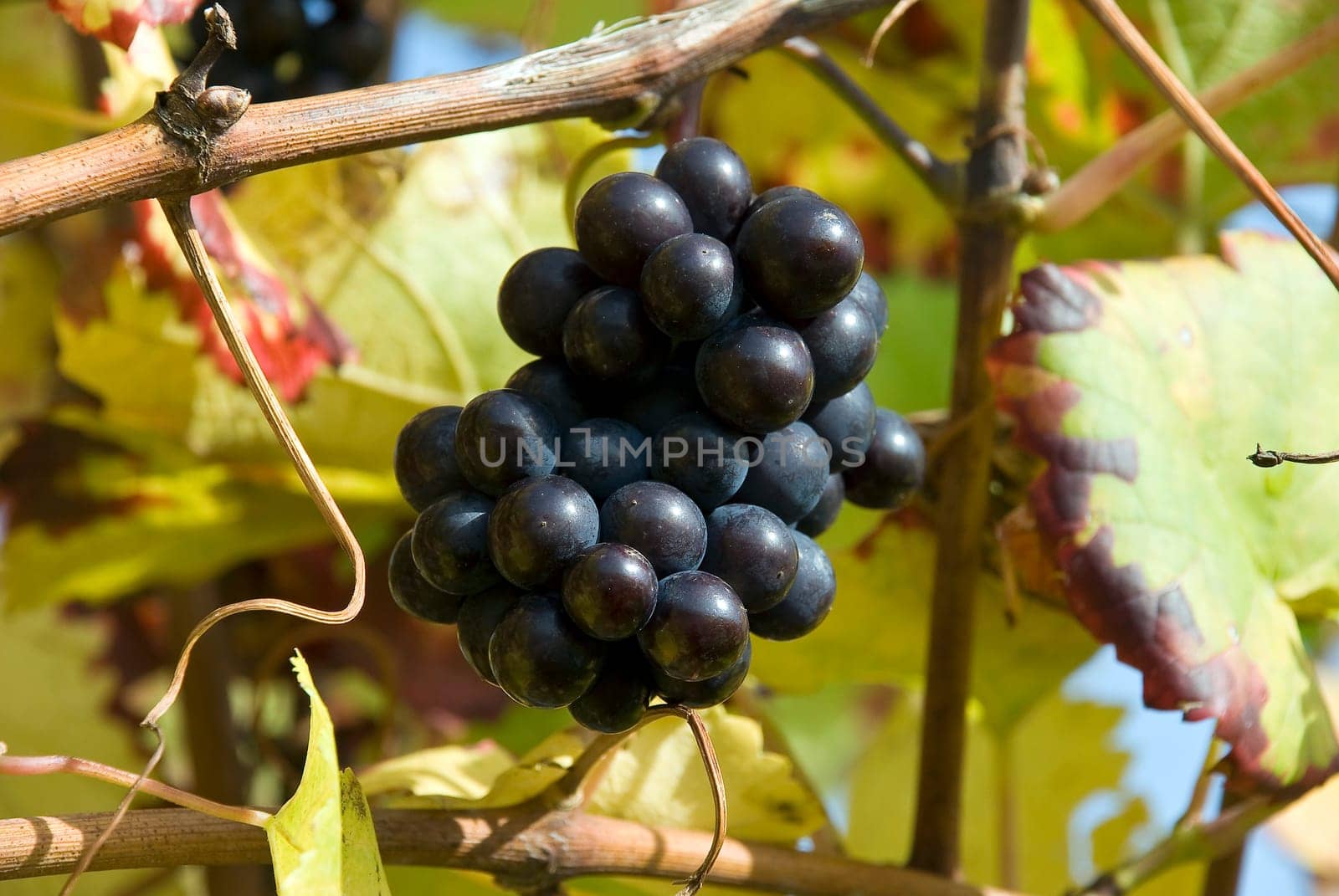 Grapes ripe for harvest