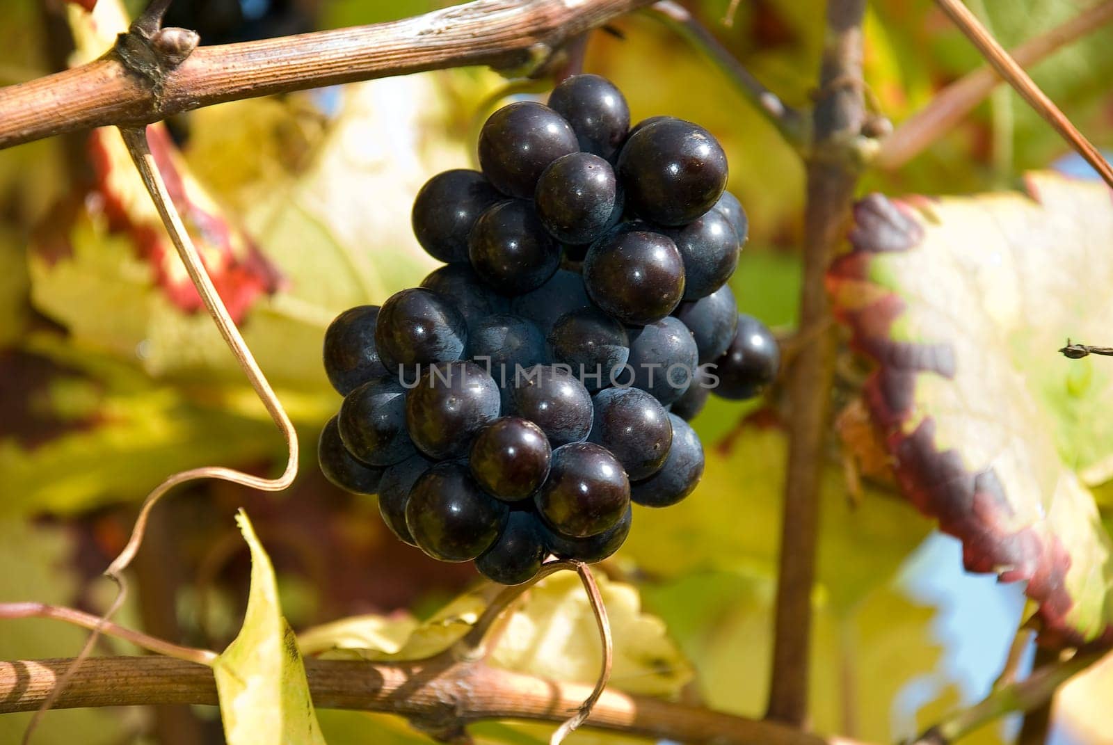 Grapes ripe for harvest