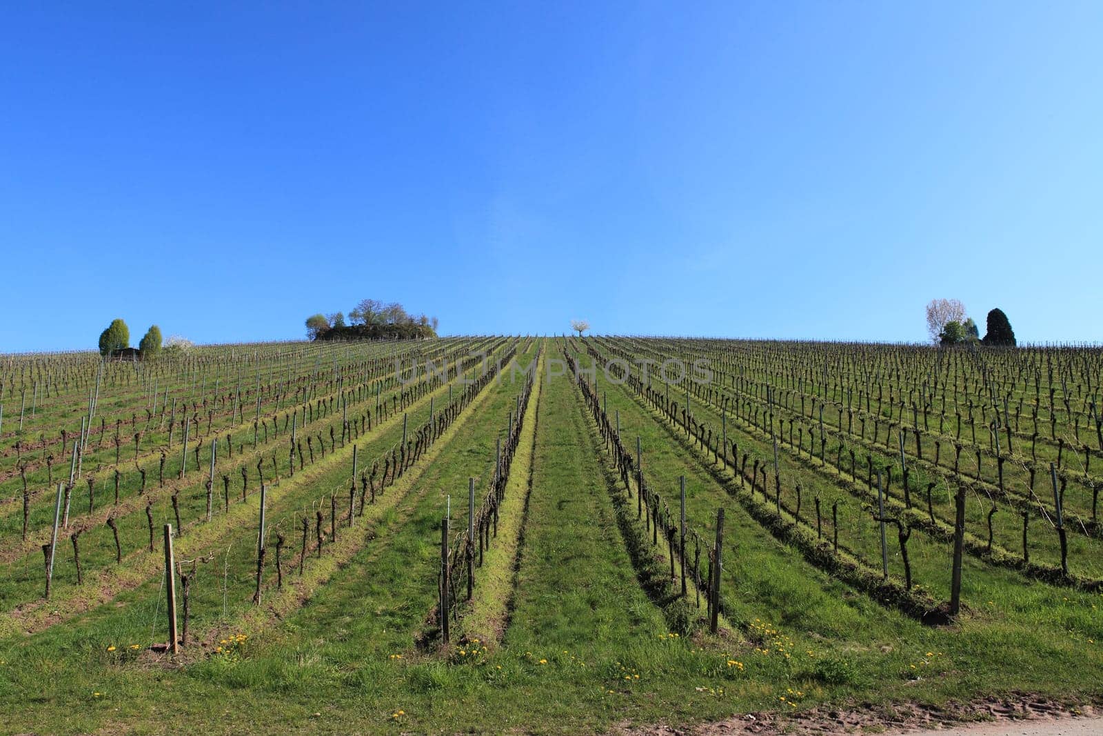 Vineyard