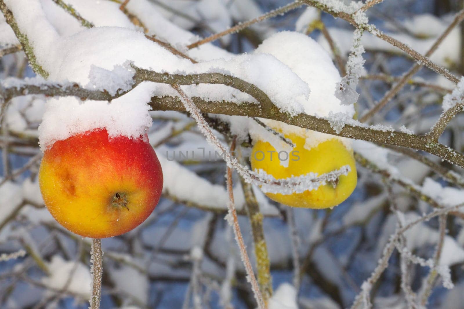 Apples in winter