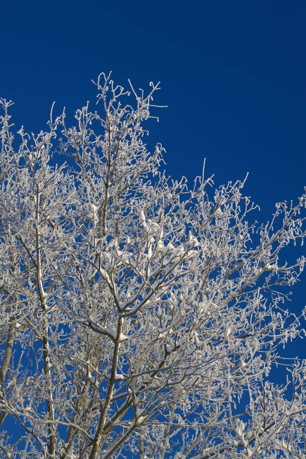 Tree with hoarfrost