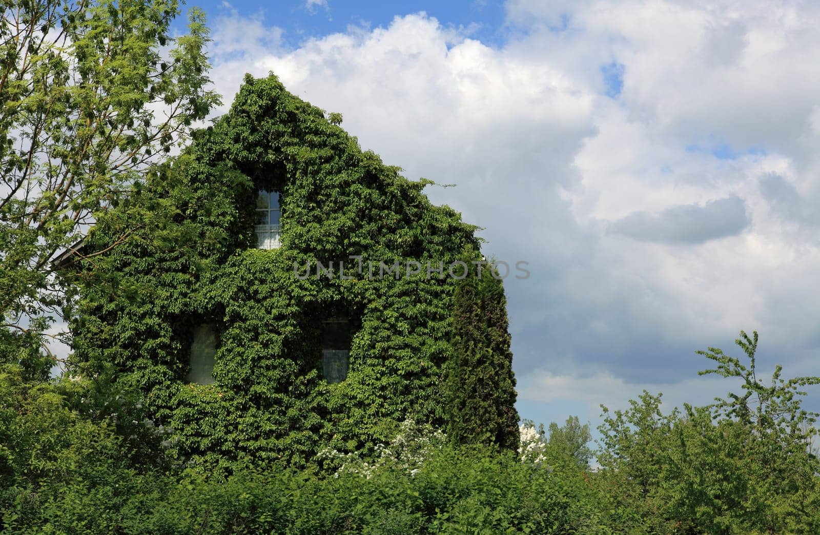 Old house overgrown with ivy