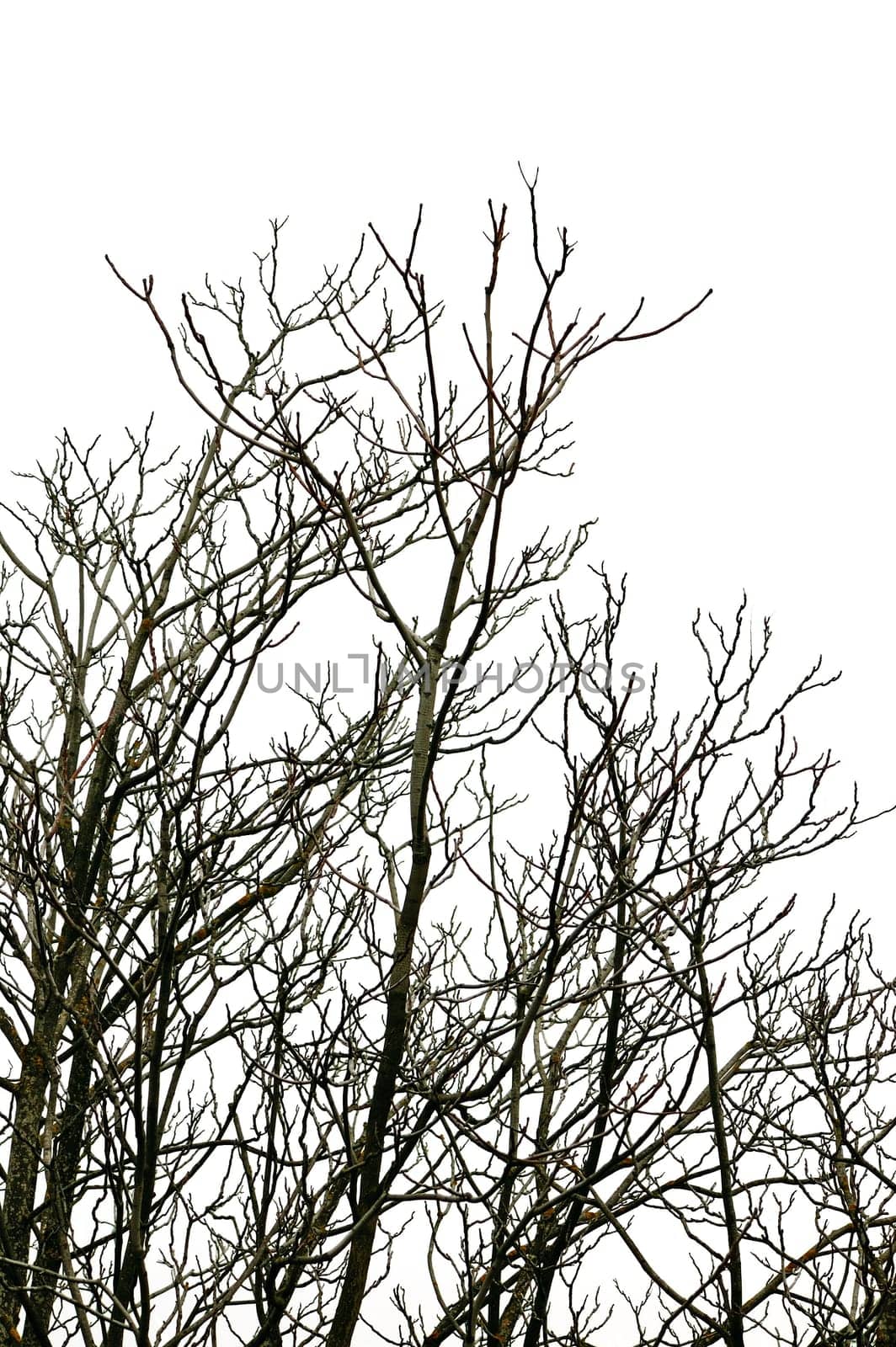deciduous trees