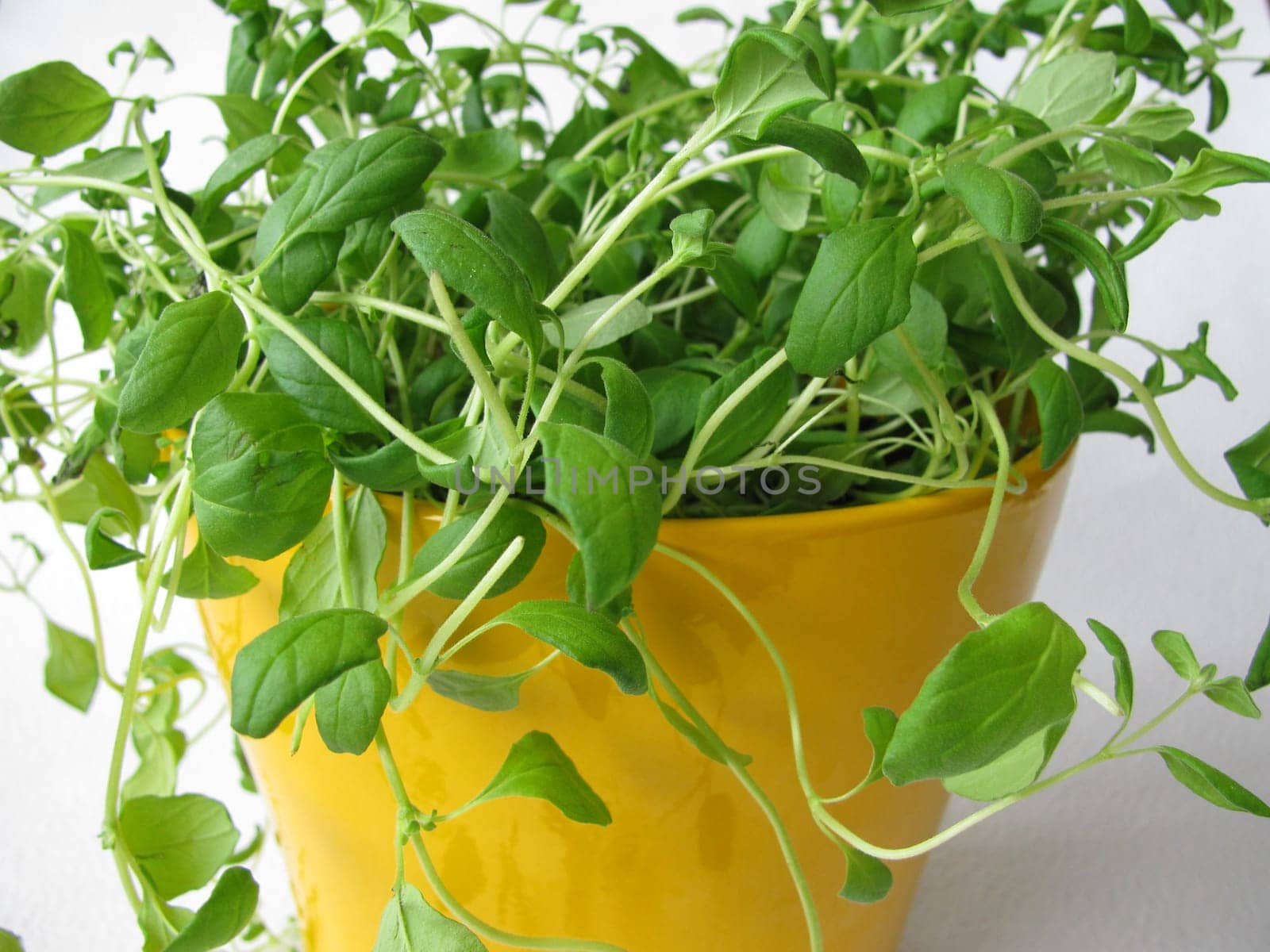 Marjoram in a flower pot