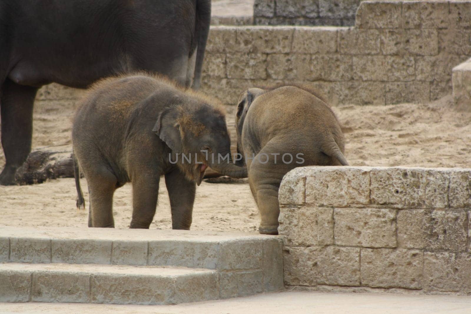 Two elephant babies playing