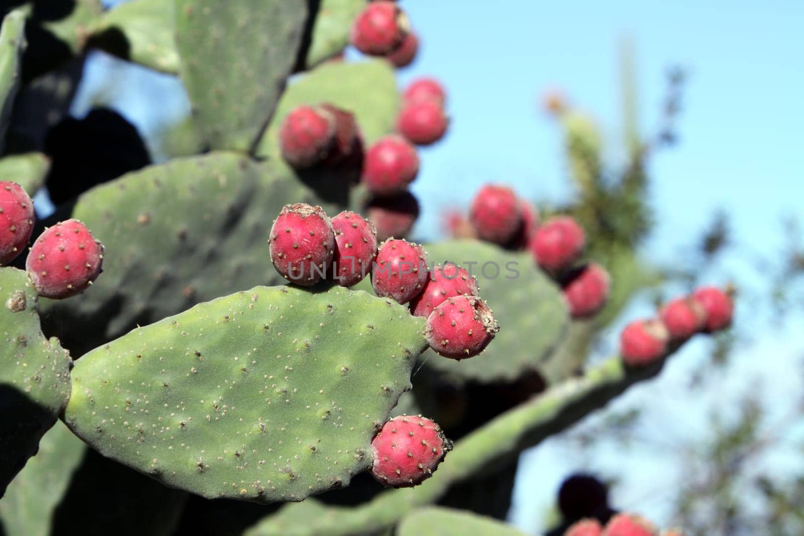 Prickly pear cactus with red fruits