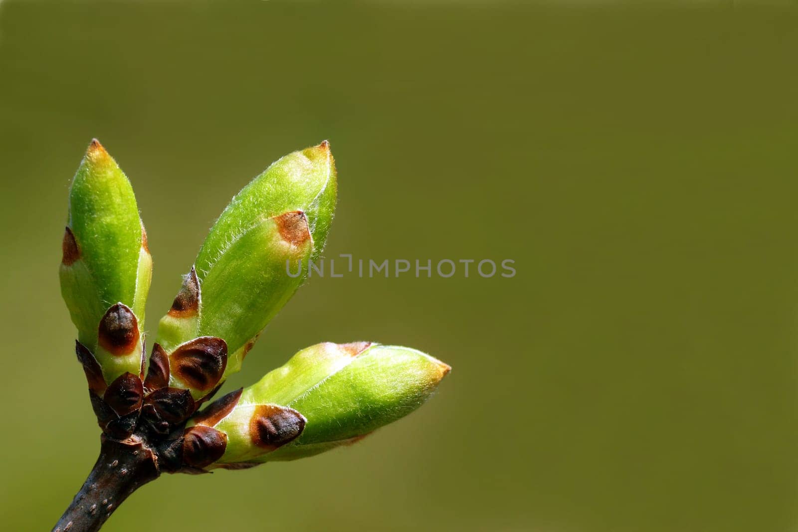 Three leaf buds: French maple (Acer monspessulanum)