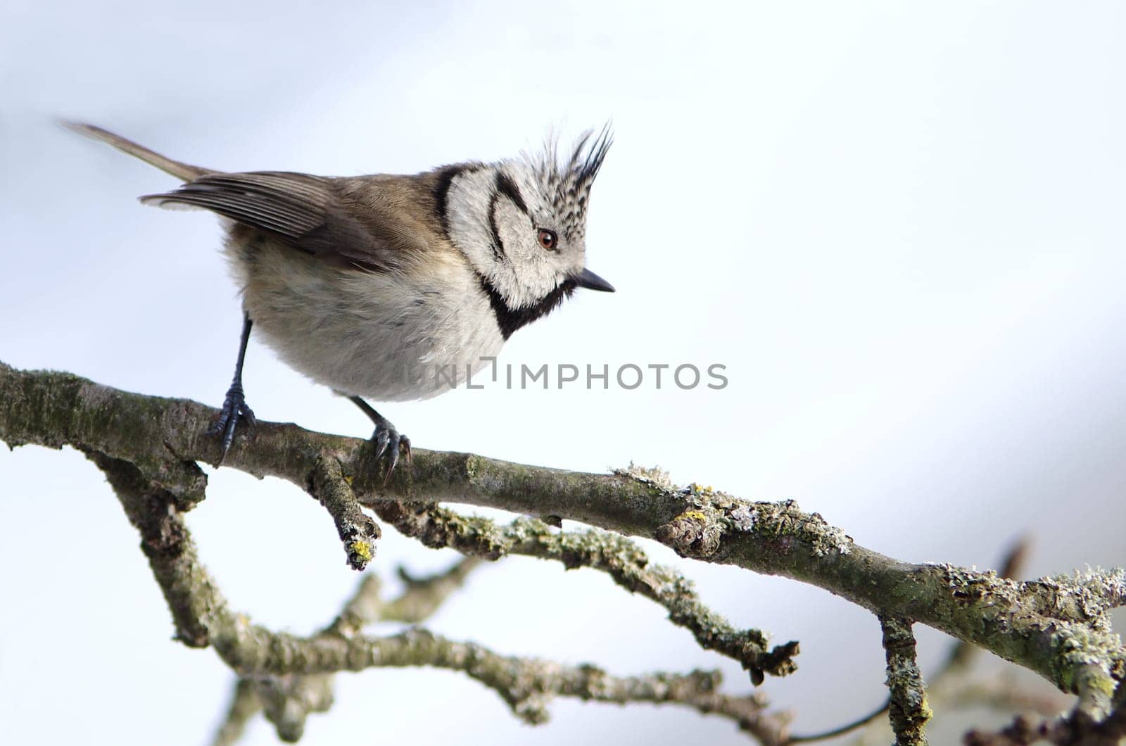 Crested,lophophanes cristatus