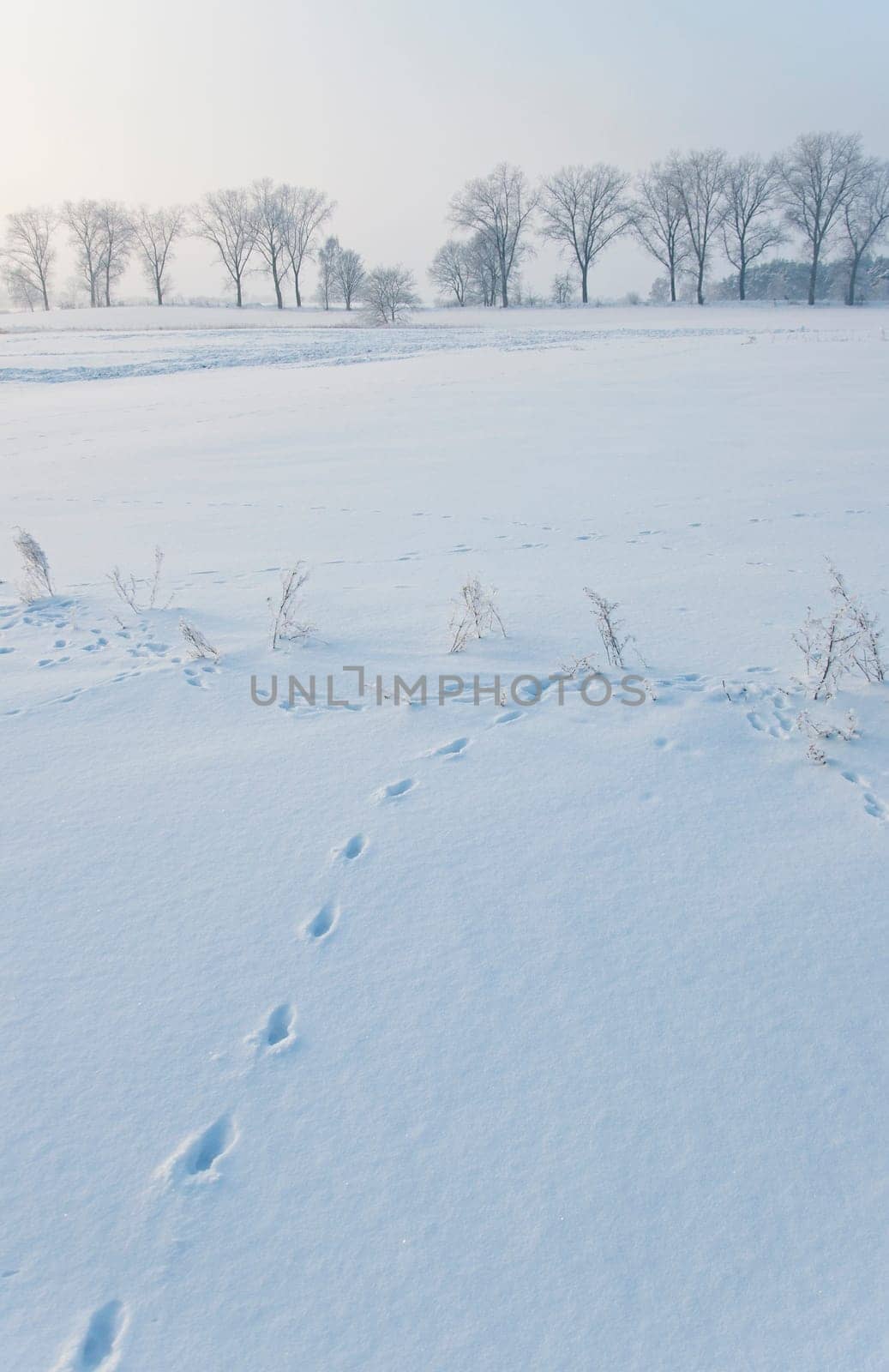 Winter scenery
