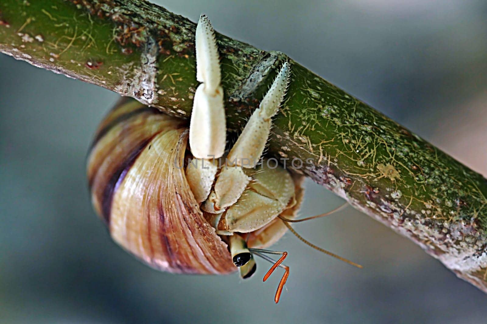 Hermit crab upside down on a branch