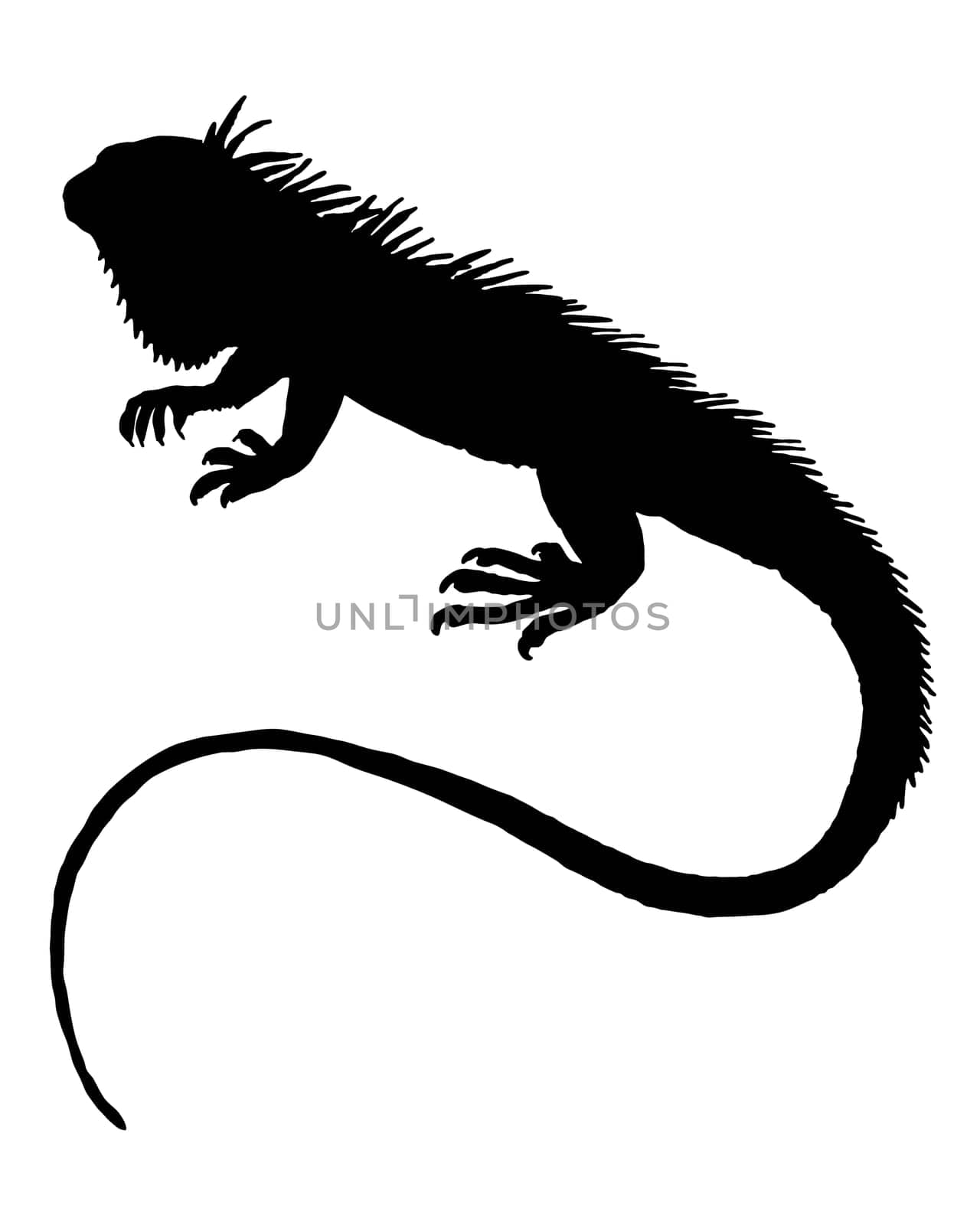 Iguana Silhouette