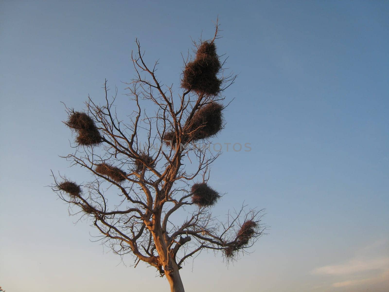 nest on a dead tree top in Africa