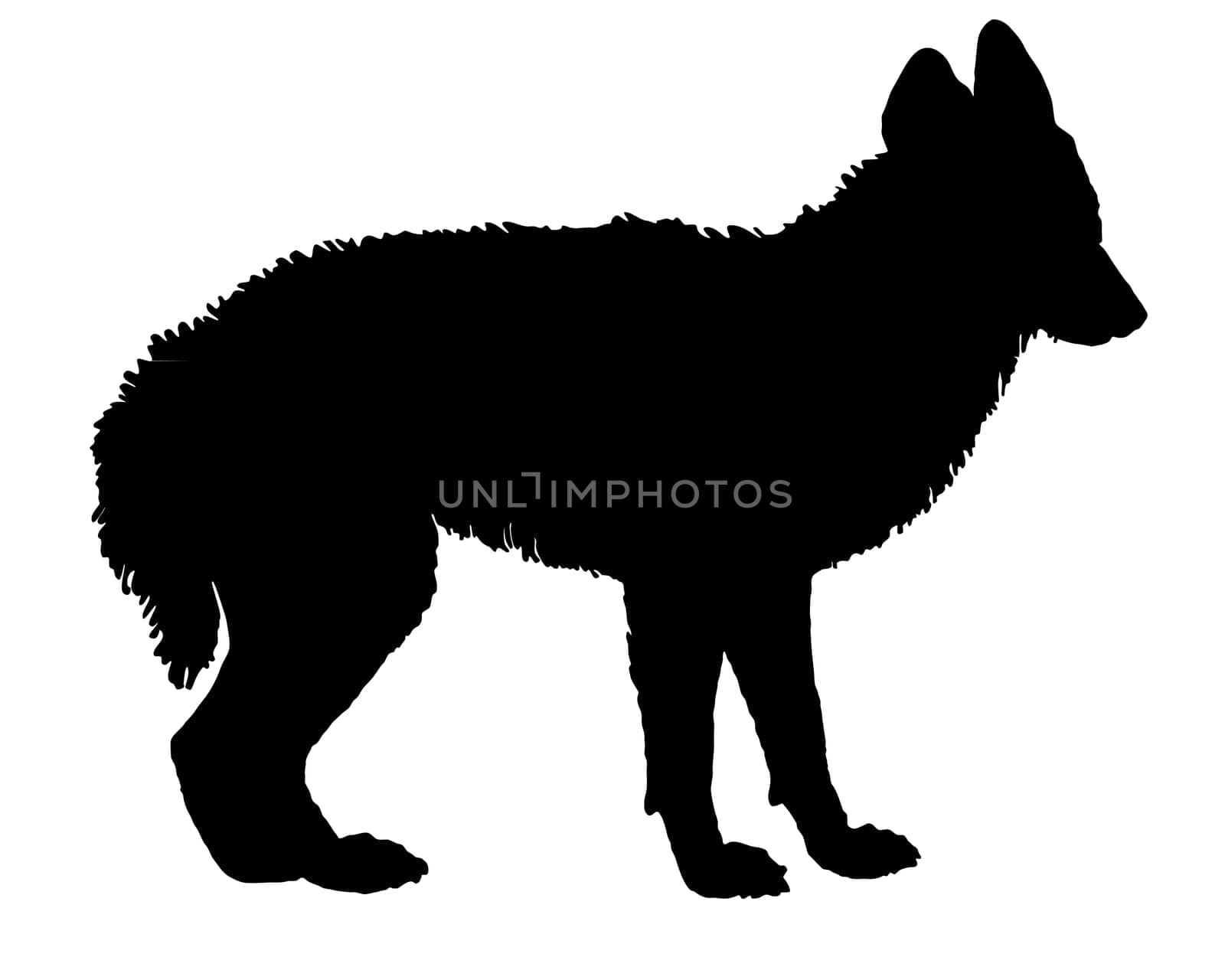 Jackal Silhouette