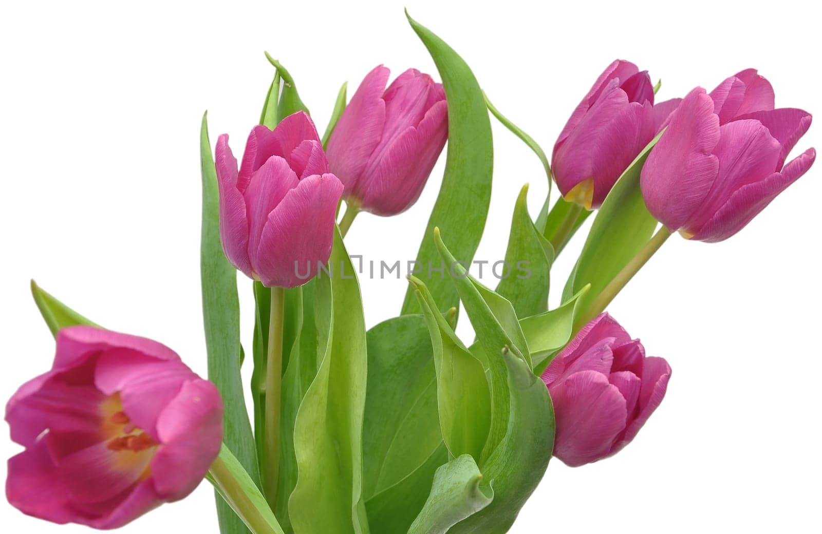 Pink Tulips