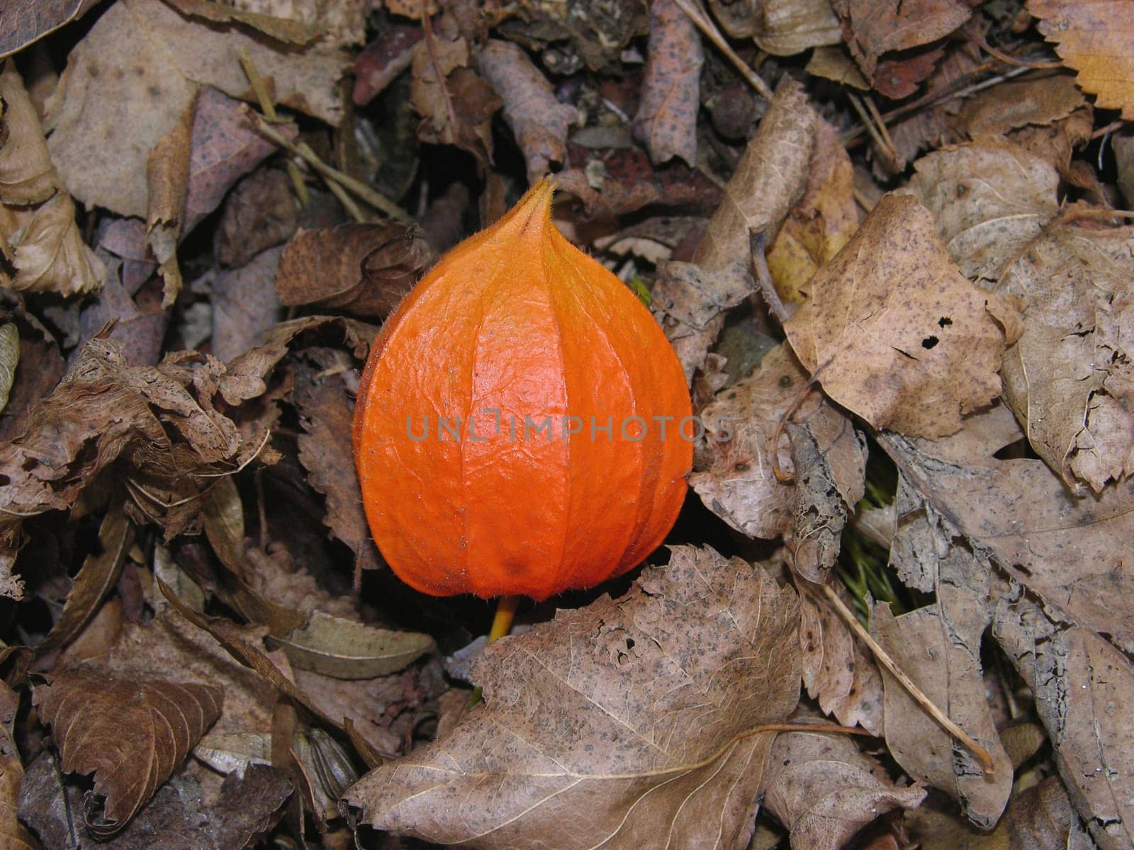 Lantern flower on dried leaves