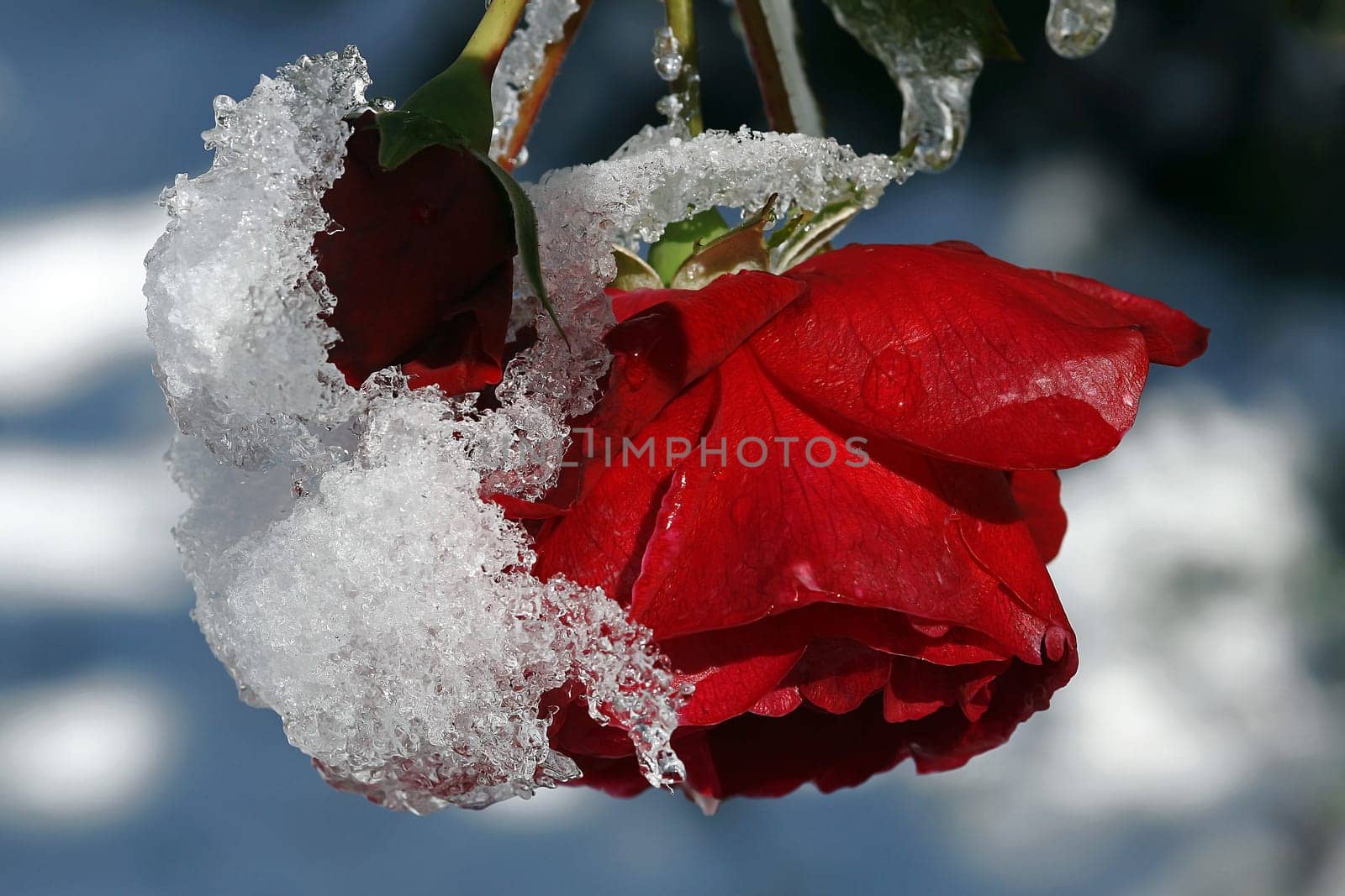 Snow Rose
