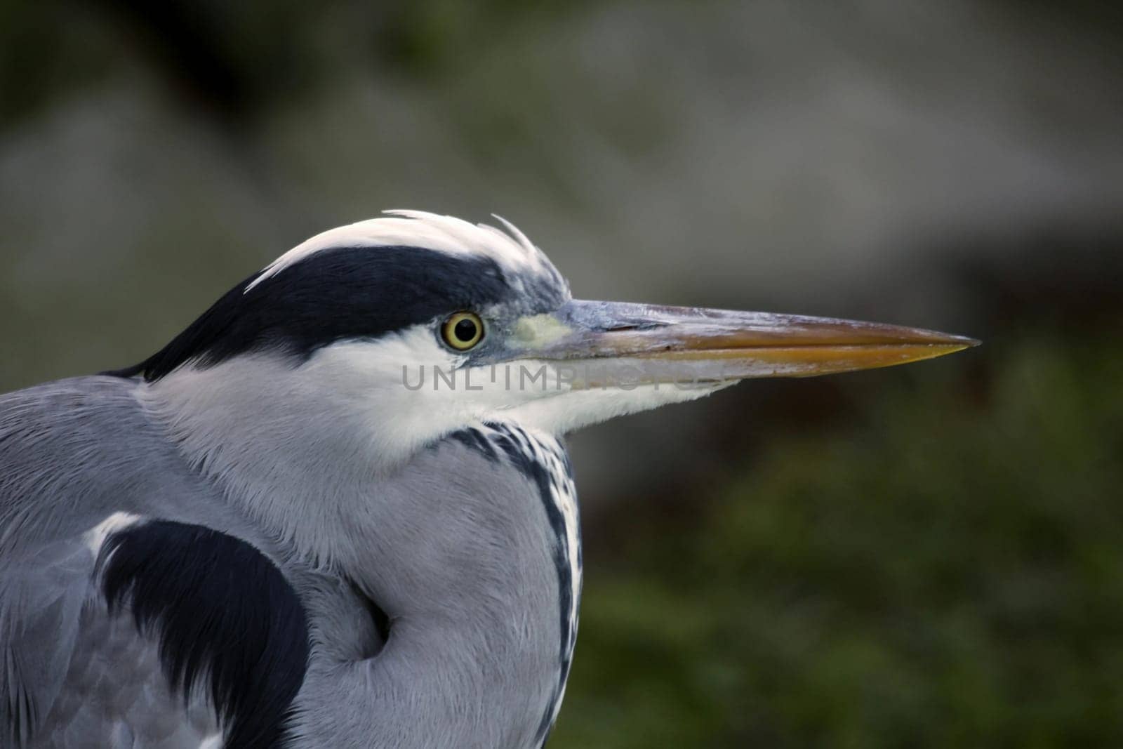 Grey heron