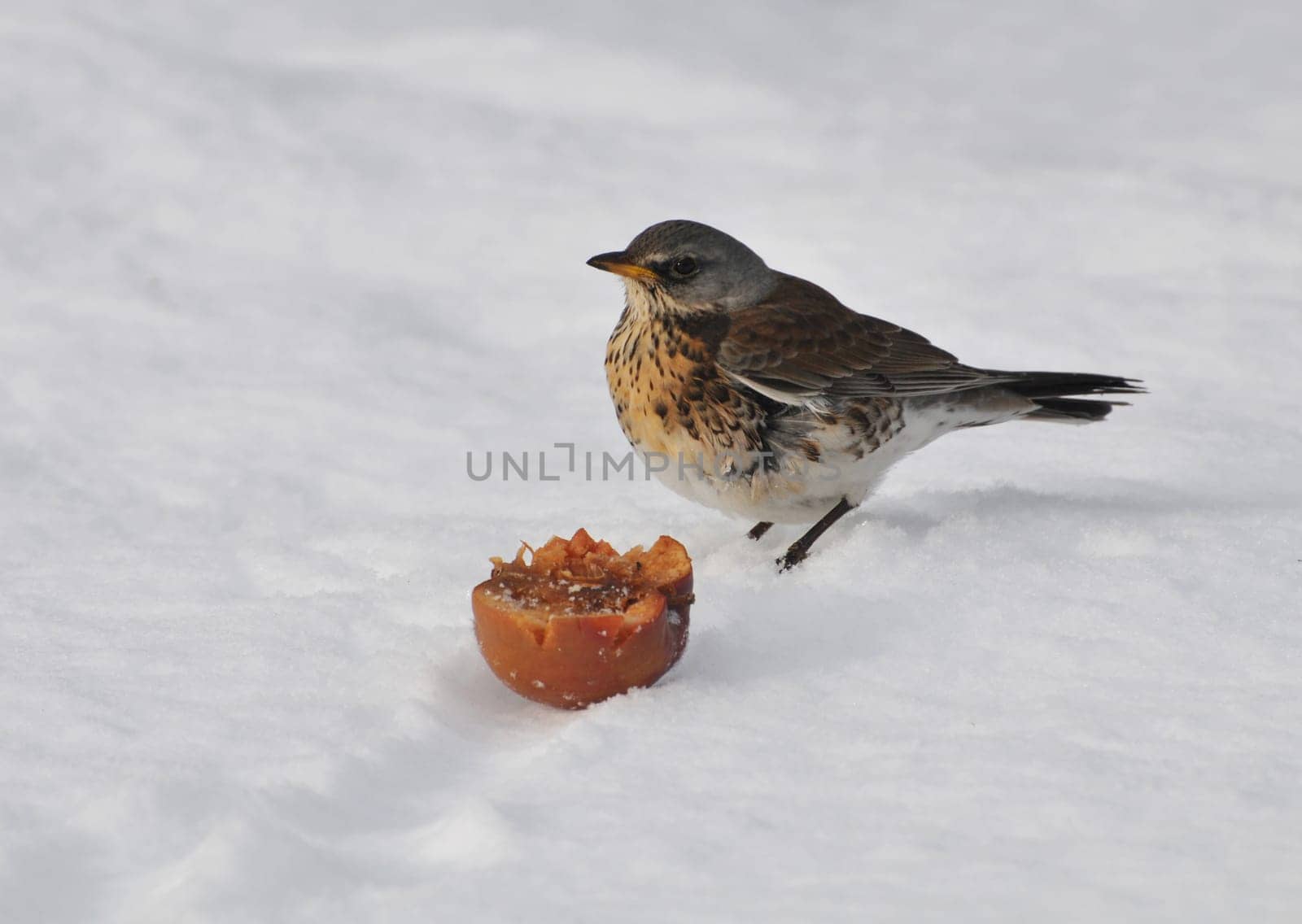 Juniper thrush in the snow