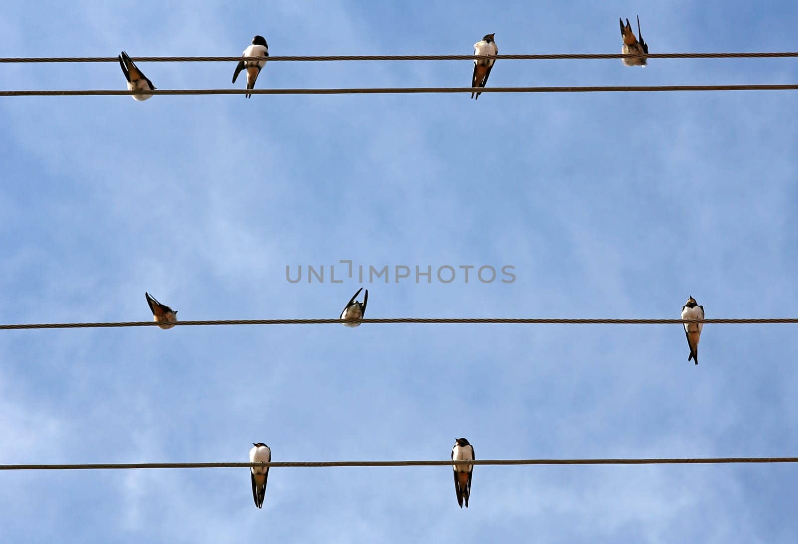 Swallows on power cables
