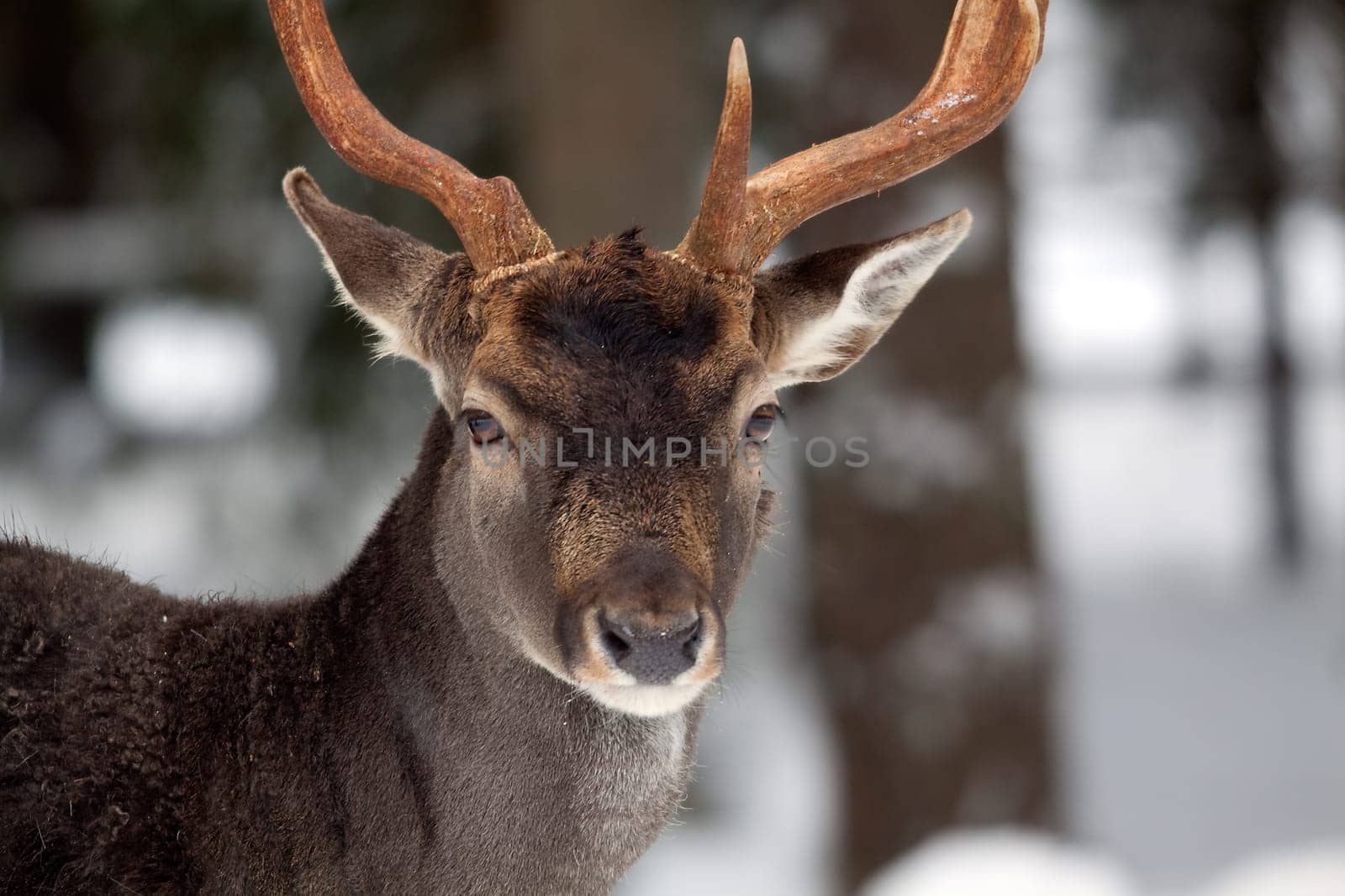 Fallow deer