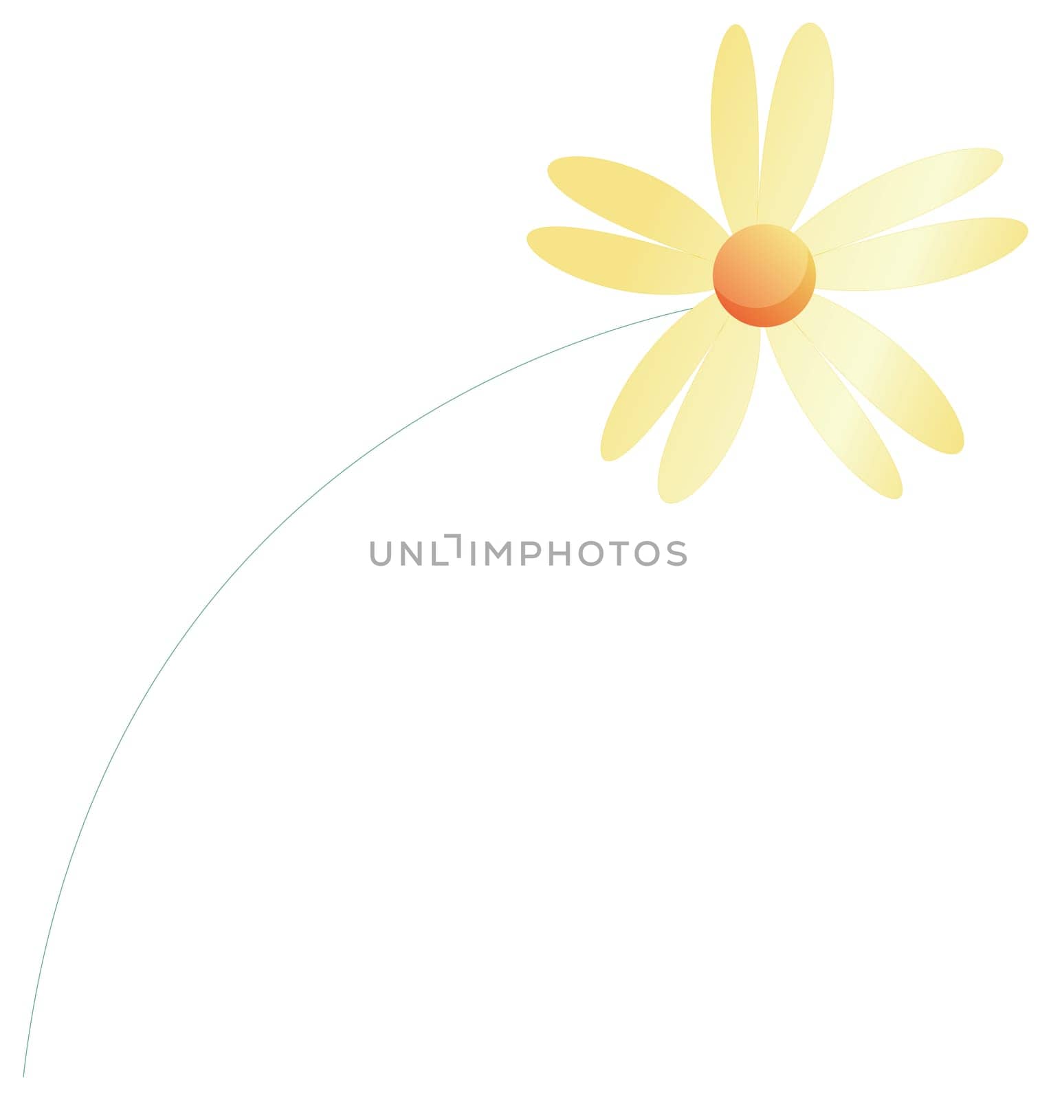 Daisy flower