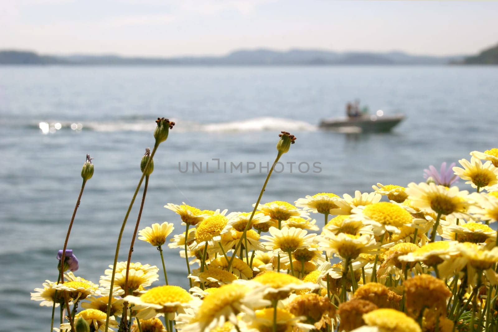 Boat on Lake Maggiore with flowers