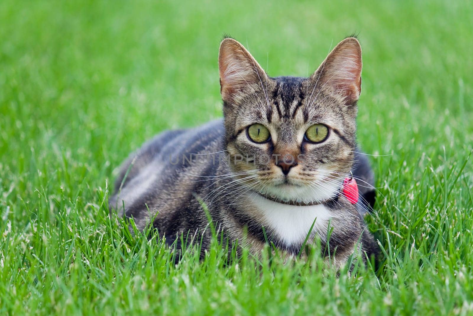 Little kitty cat in the grass