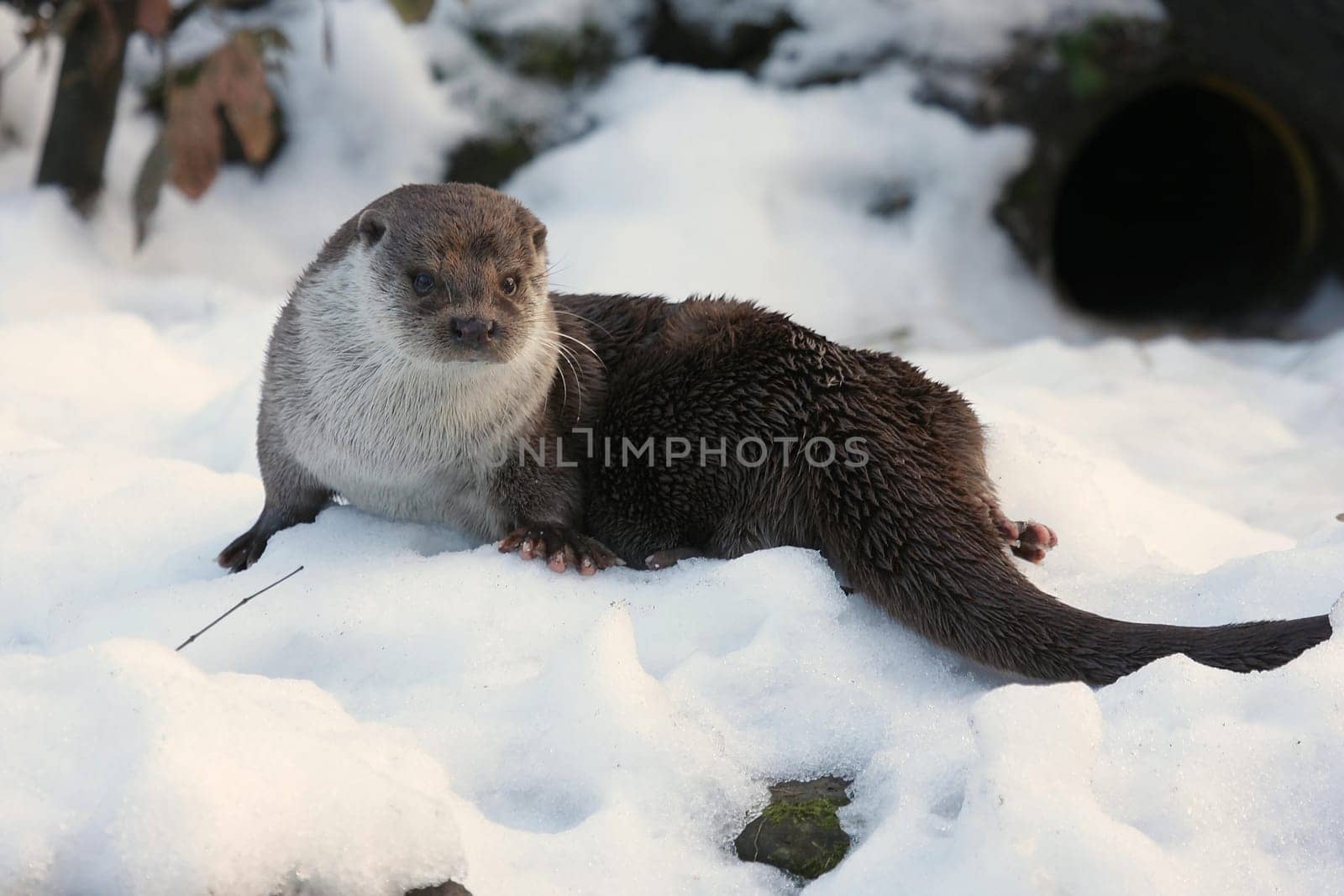 Eurasian river otter