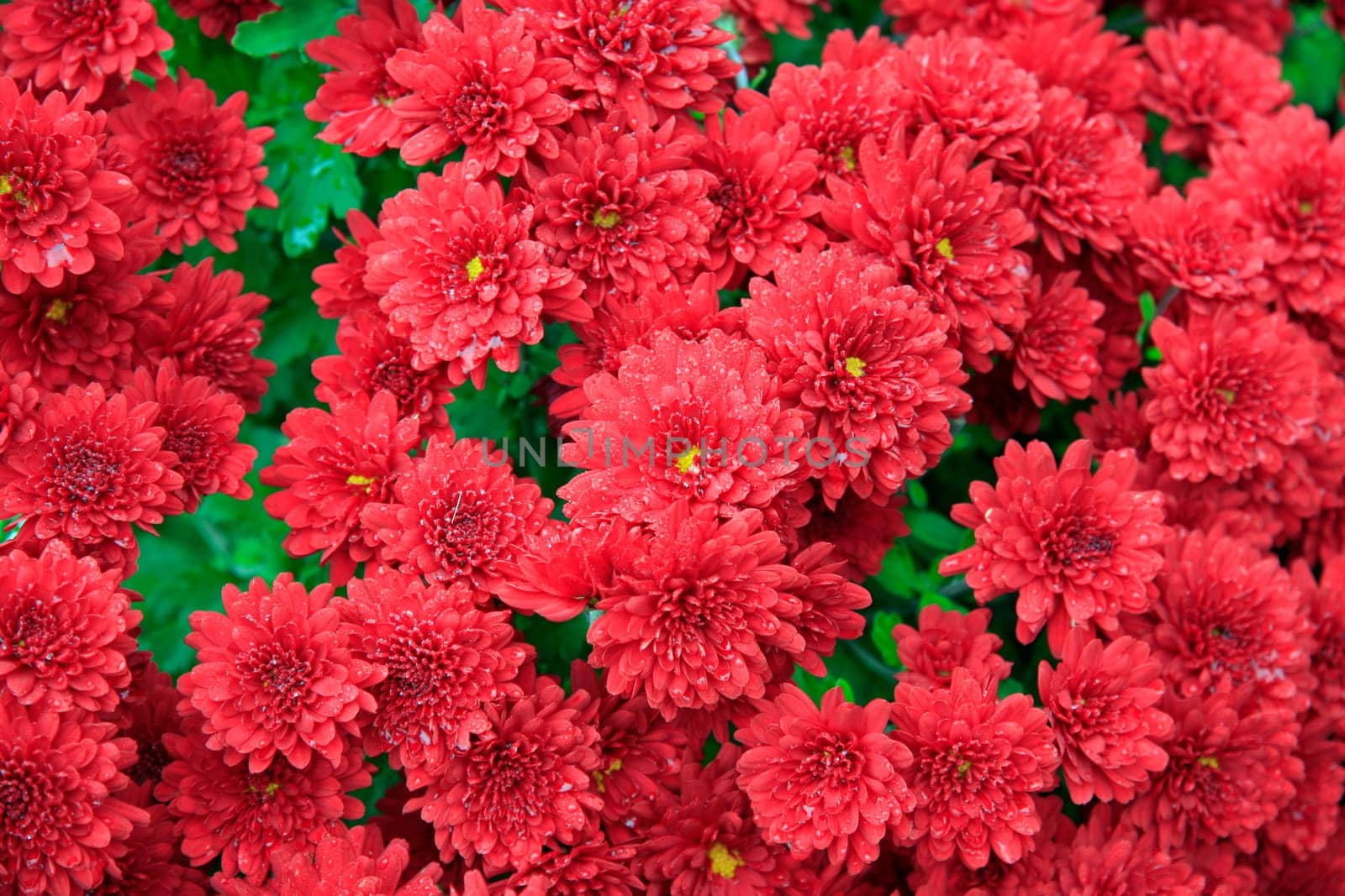 Autumn asters