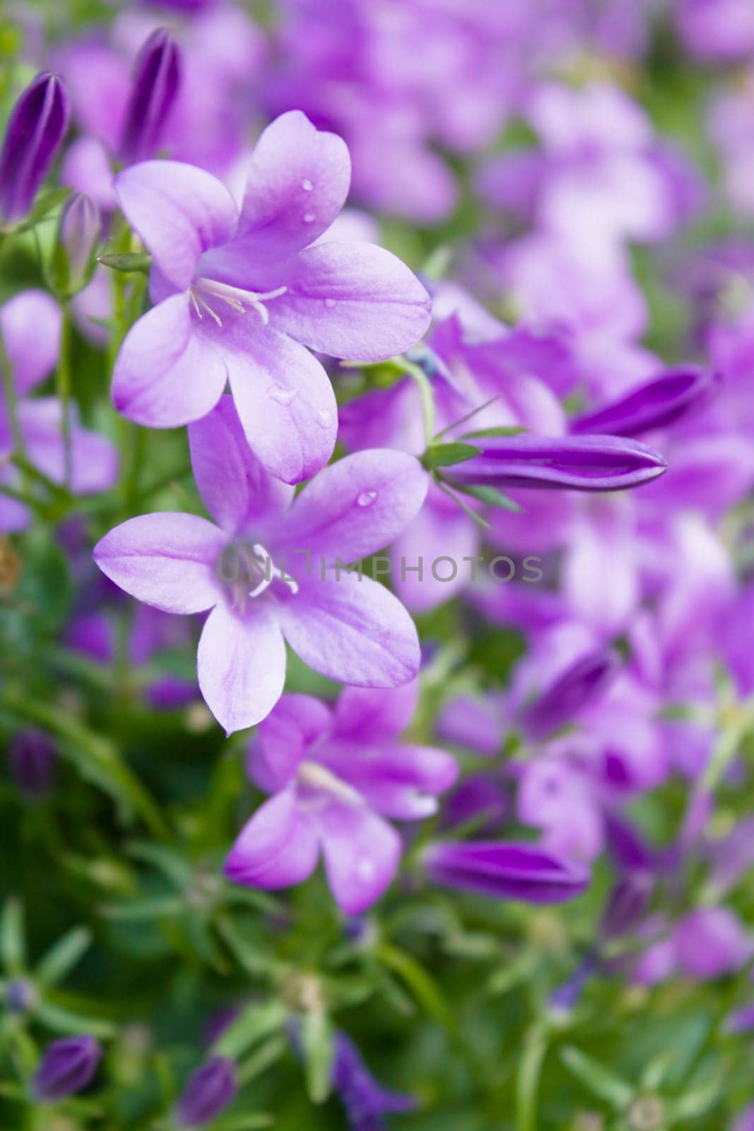 Mogentau on Flower Meadow - Purple