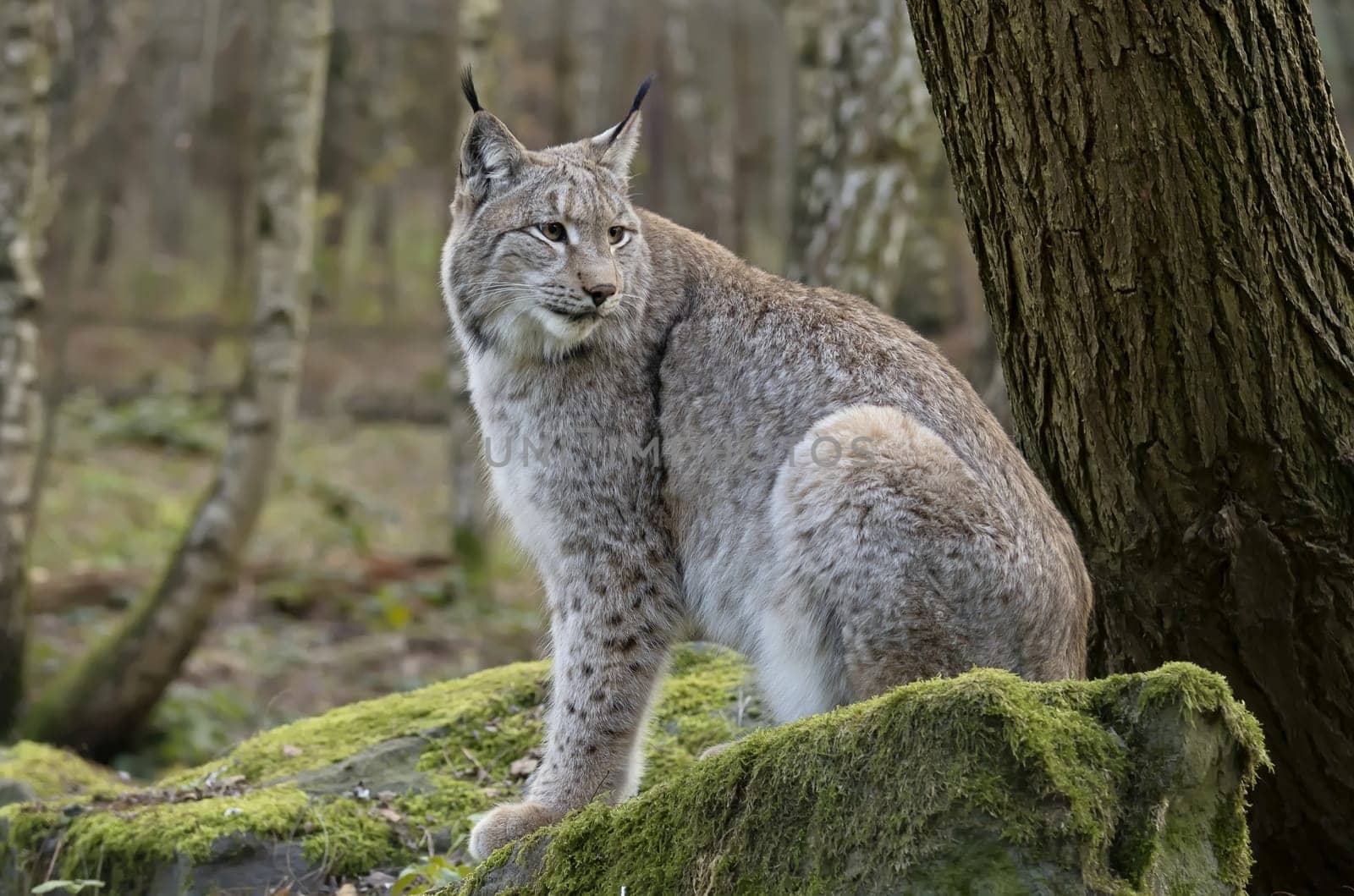 Lynx