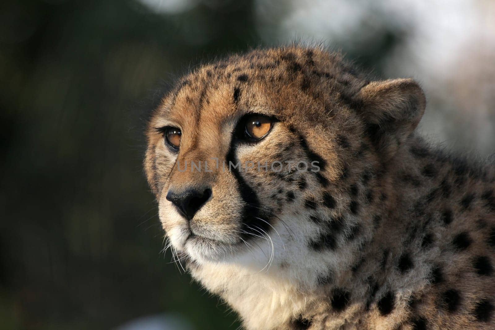 Cheetah