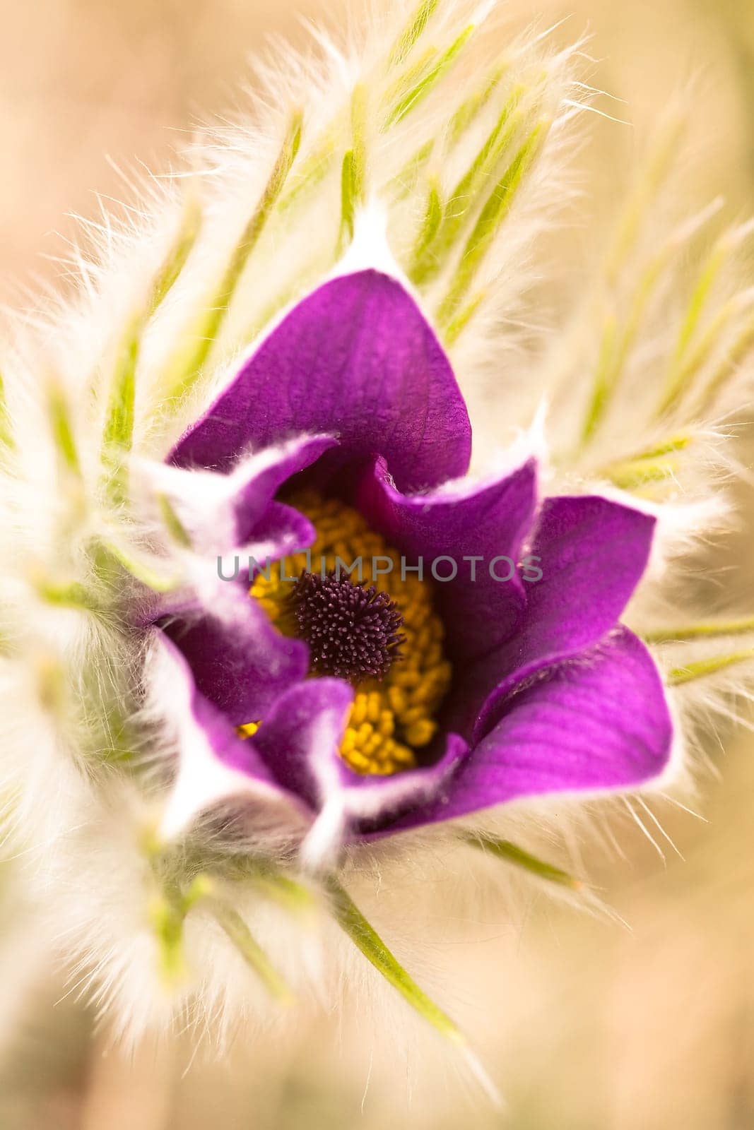 Pasque flower