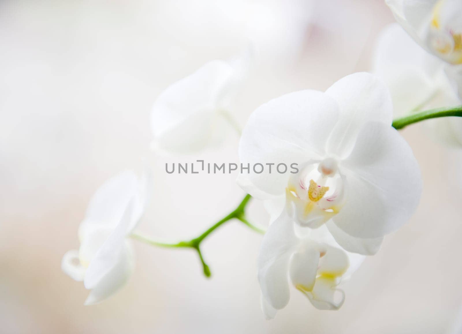 Orchid