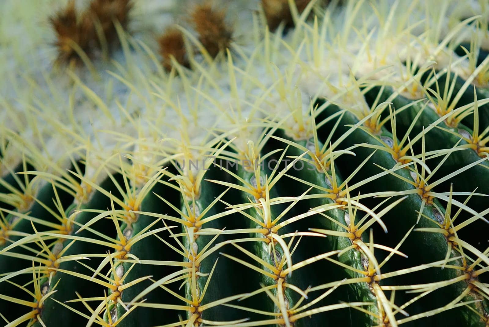 Cacti 2