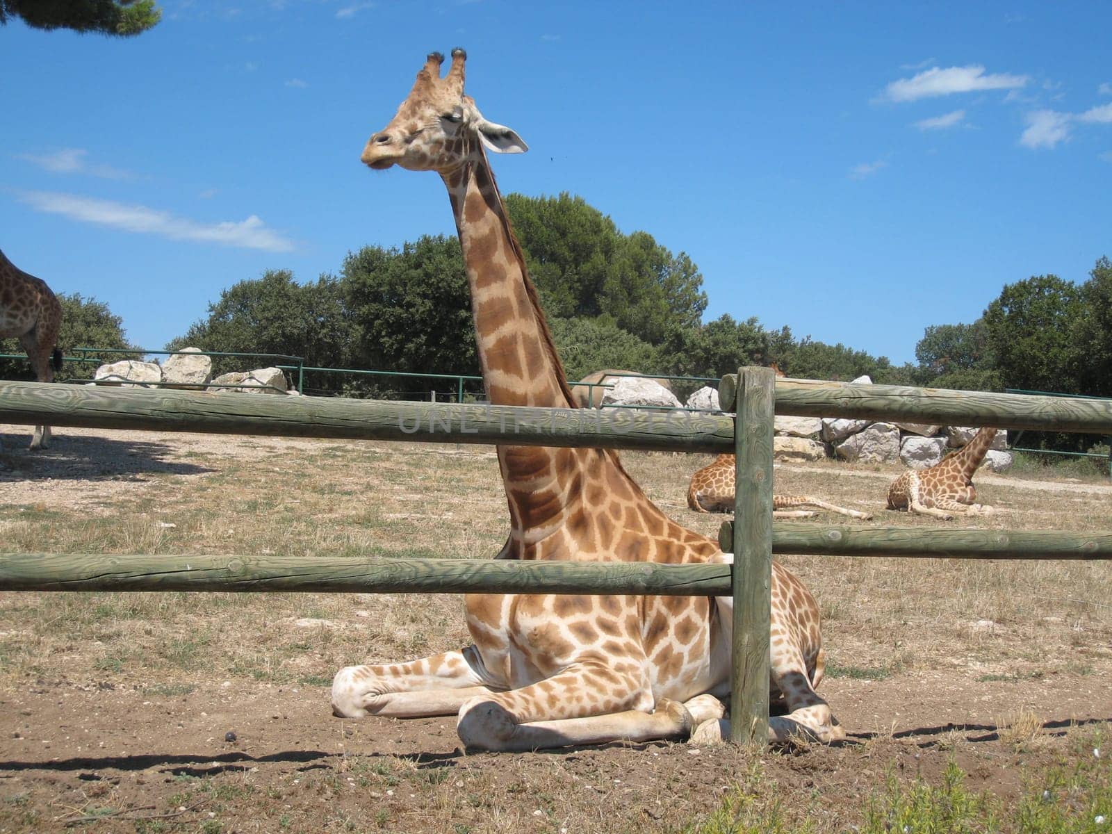 giraffe