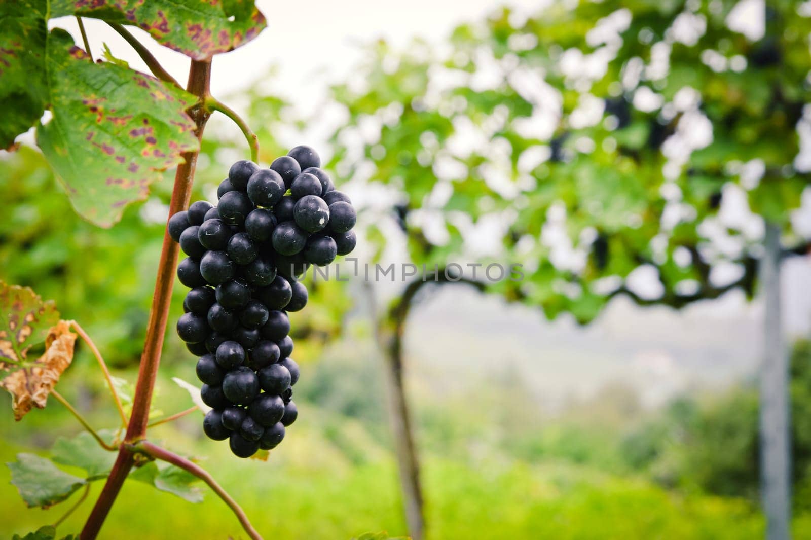 Red Wine Grape