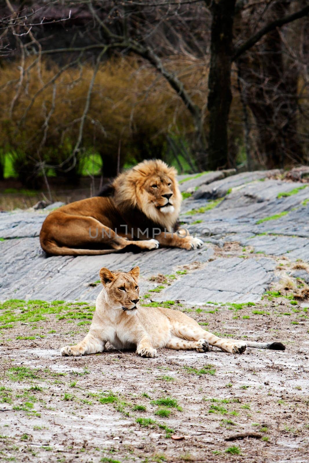 Lion and Lioness laying together