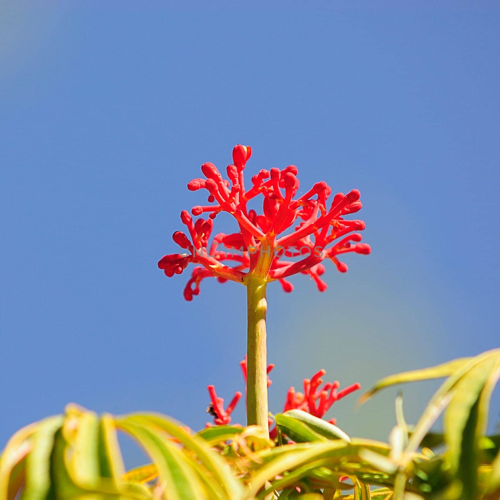 Cactus Blossom 22