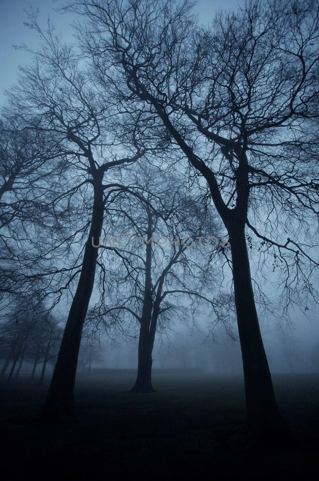 Trees in the park 1