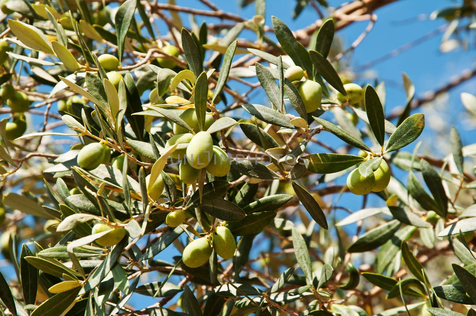 Olives