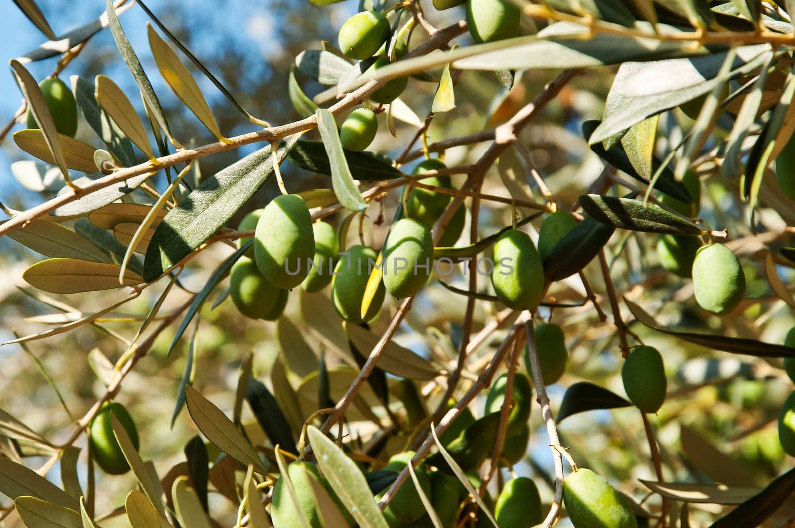 Olives