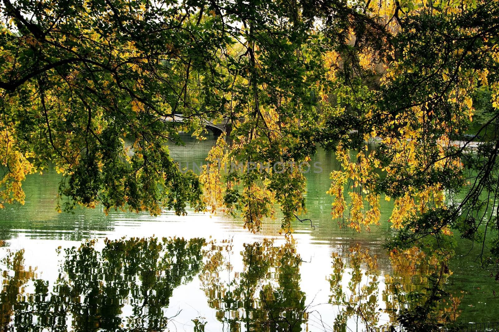 Tree branches hanging over lake