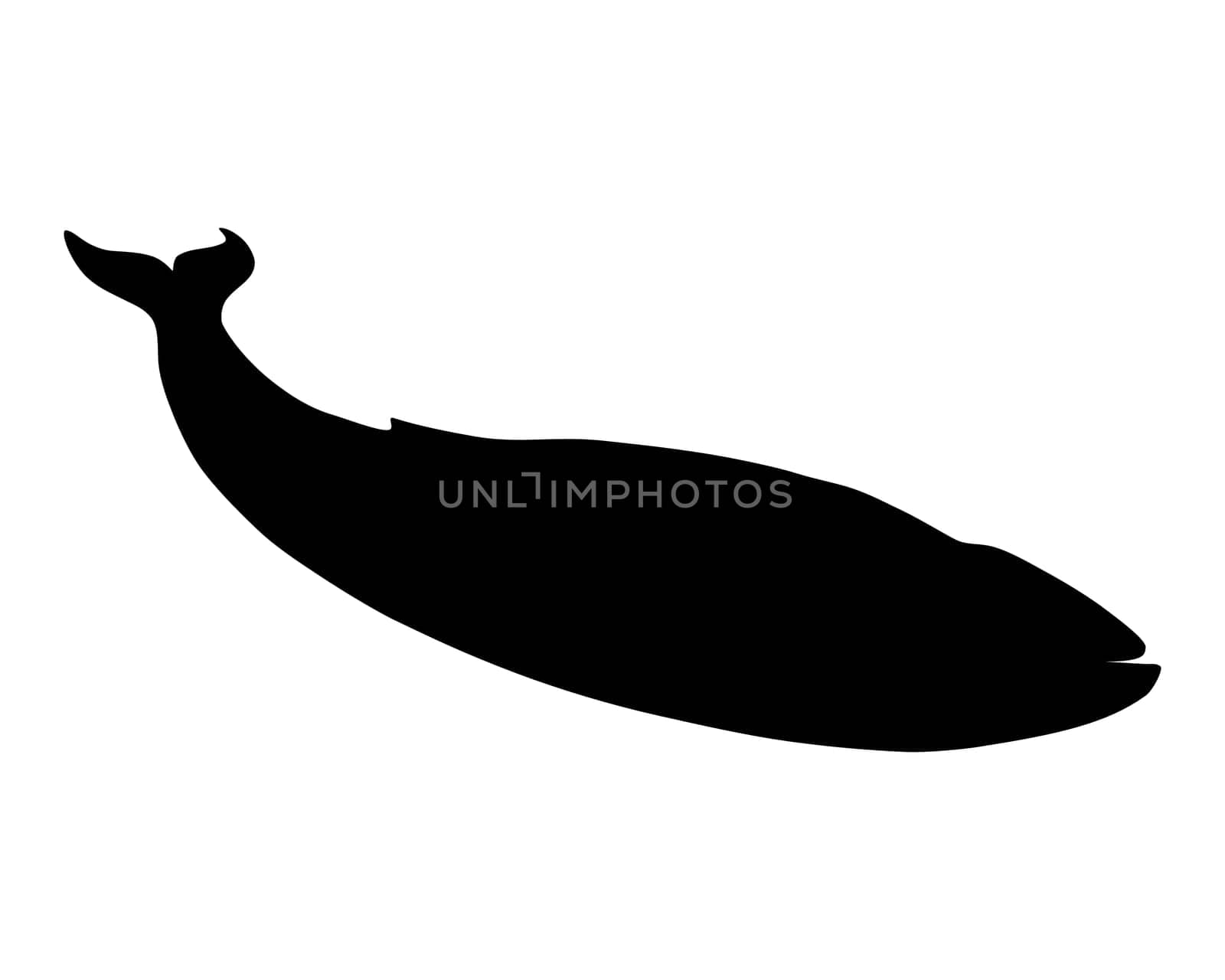 Blue Whale Silhouette