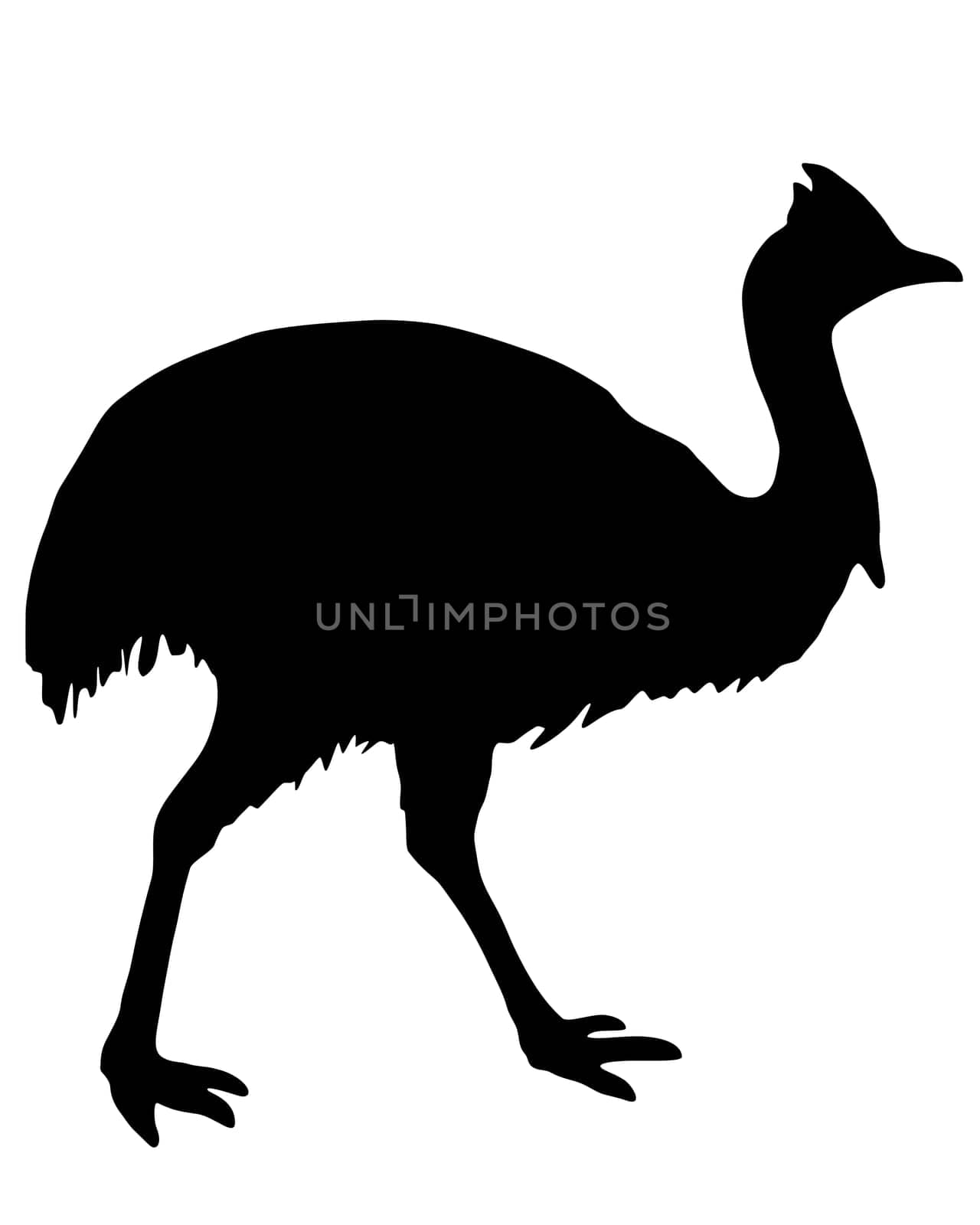 Cassowary Silhouette